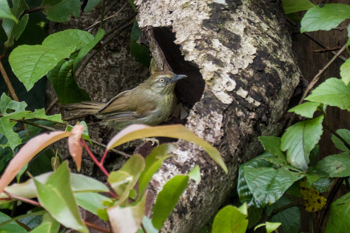 Pin-striped Tit-Babbler - ML643976234