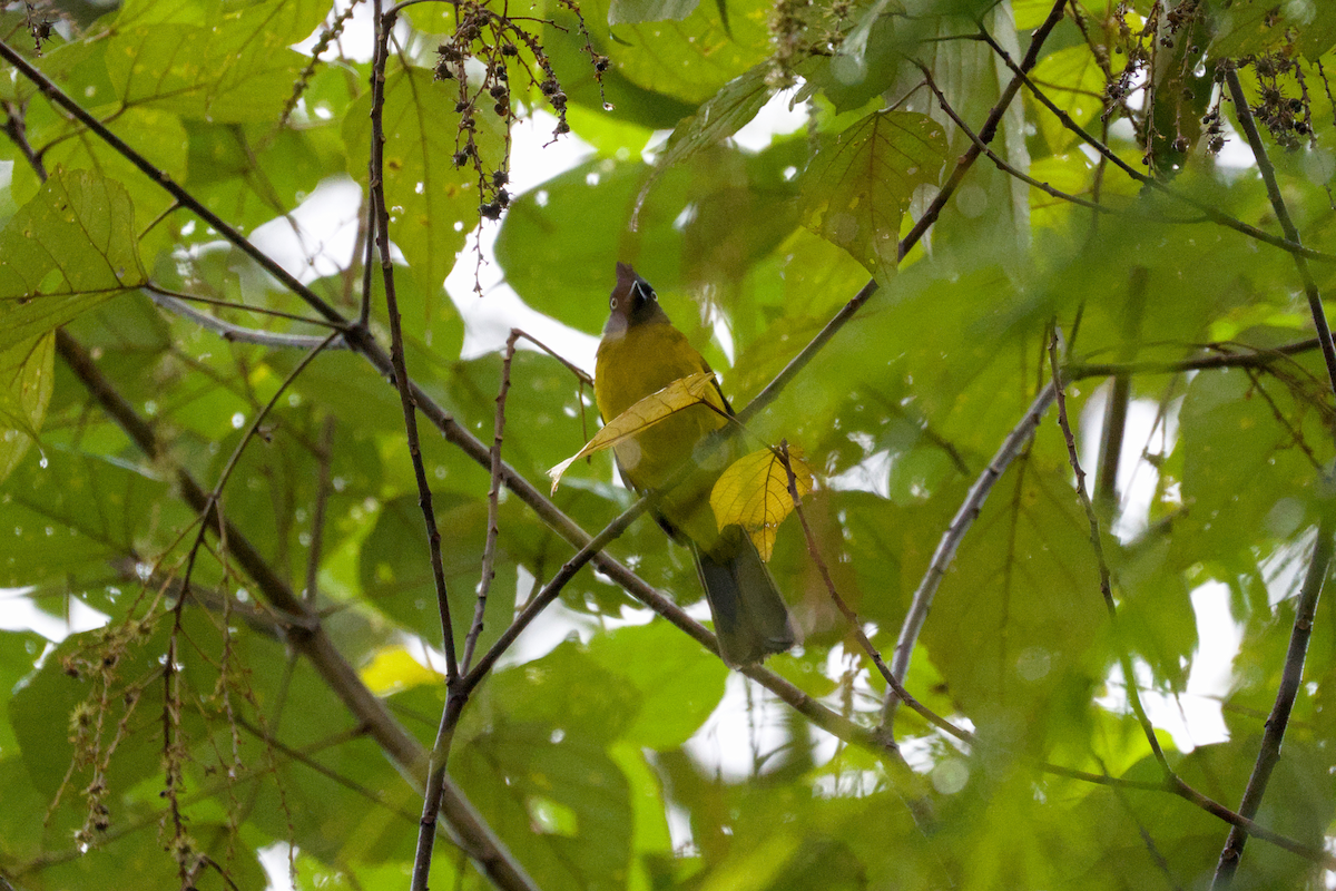 Black-crested Bulbul - ML643976236