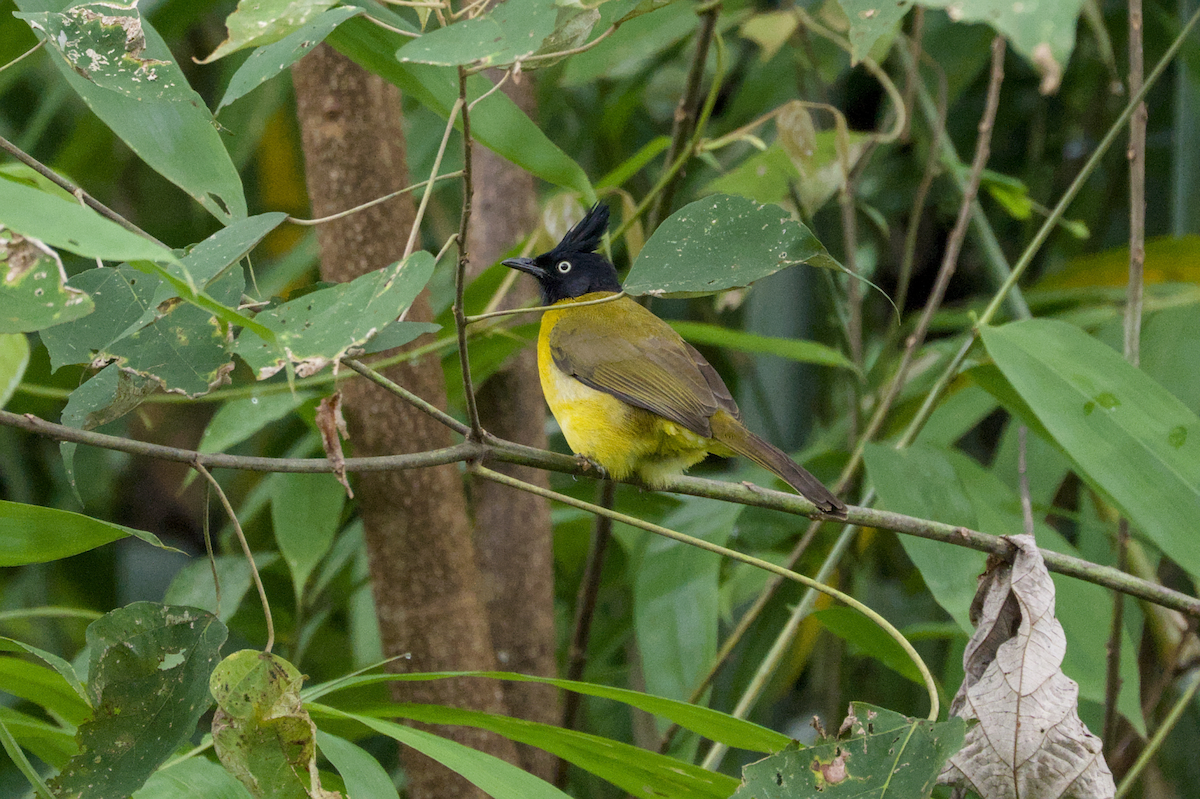 Black-crested Bulbul - ML643976237
