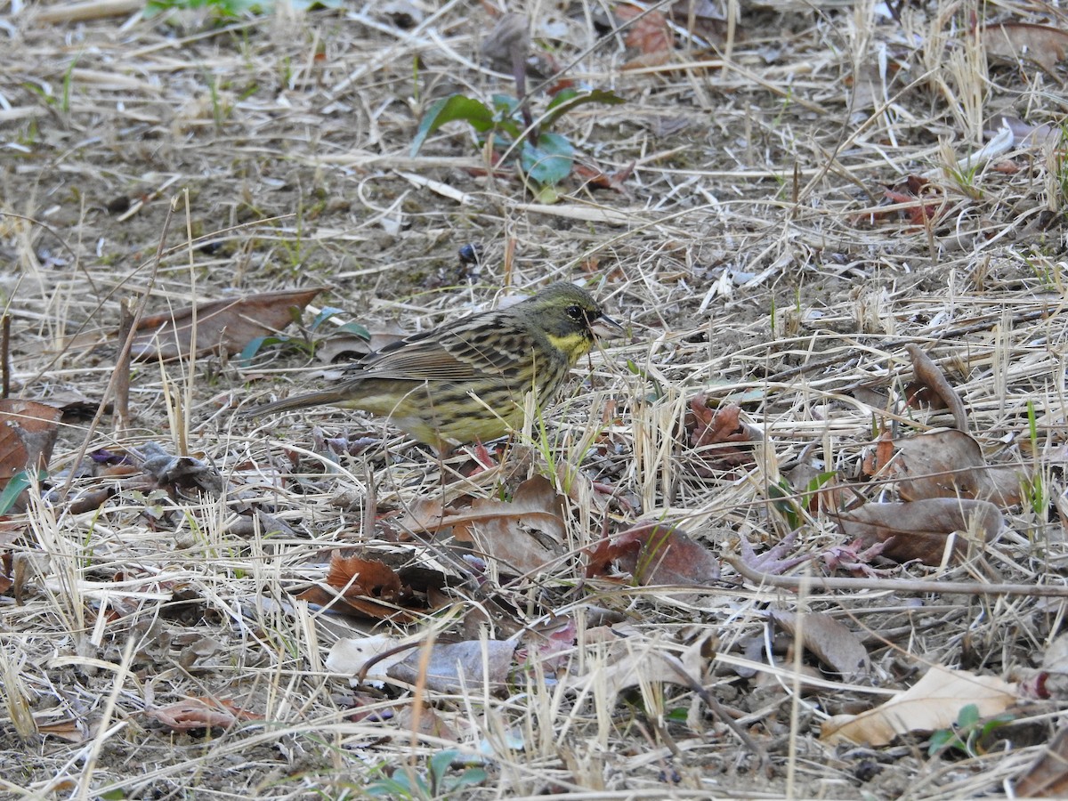 Masked Bunting - ML643976238