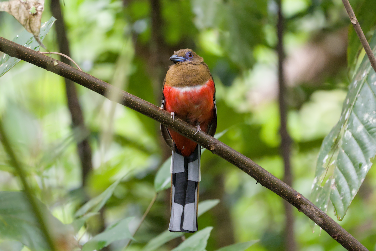 Red-headed Trogon - ML643976246