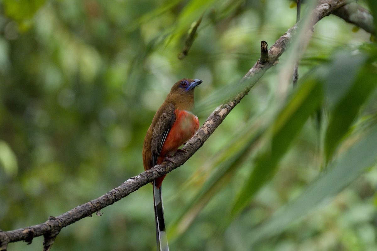 Red-headed Trogon - ML643976247