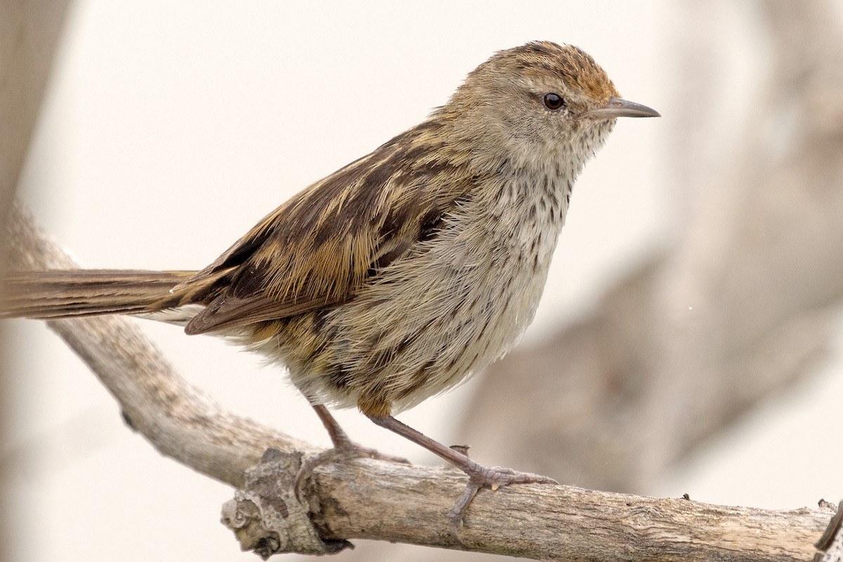 Little Grassbird - ML643976249