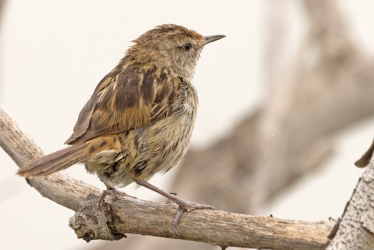 Little Grassbird - ML643976250