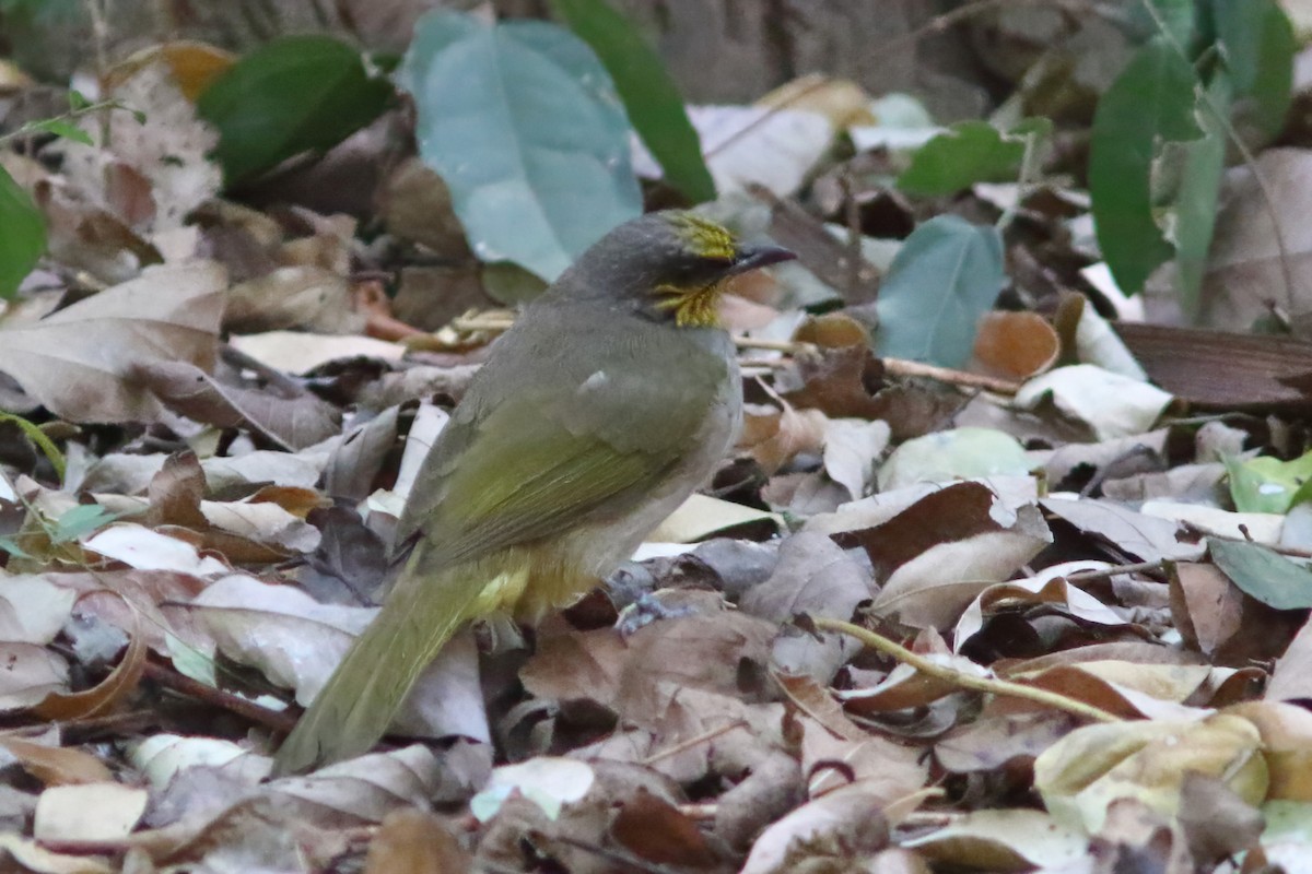 Bulbul de Finlayson - ML643976254