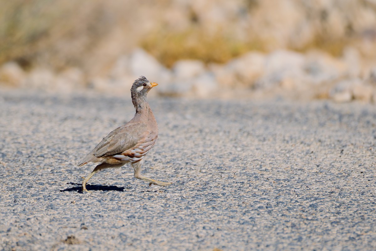 Sand Partridge - ML643976257