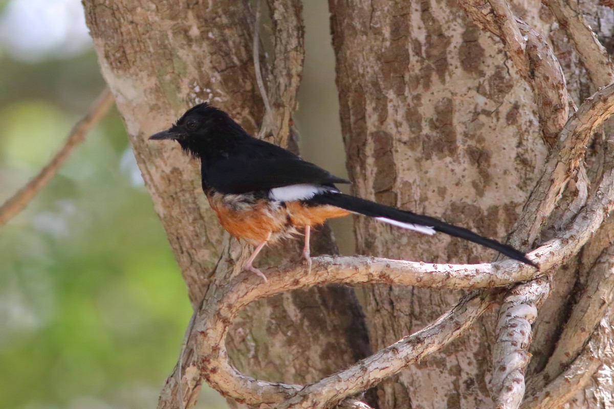 Shama à croupion blanc - ML643976258