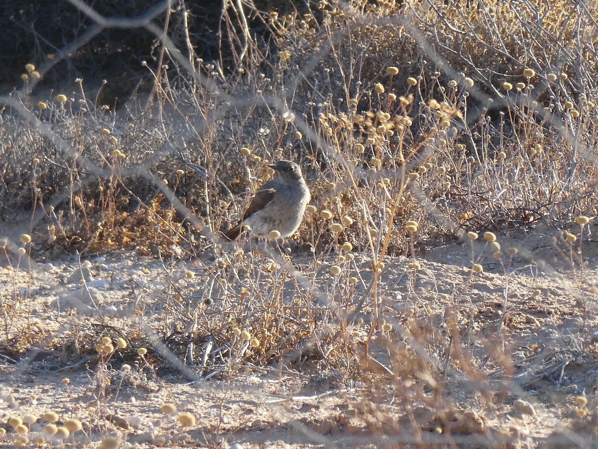 Karoo Chat - ML643976263