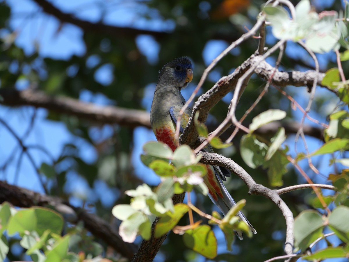 Greater Bluebonnet - ML643976281
