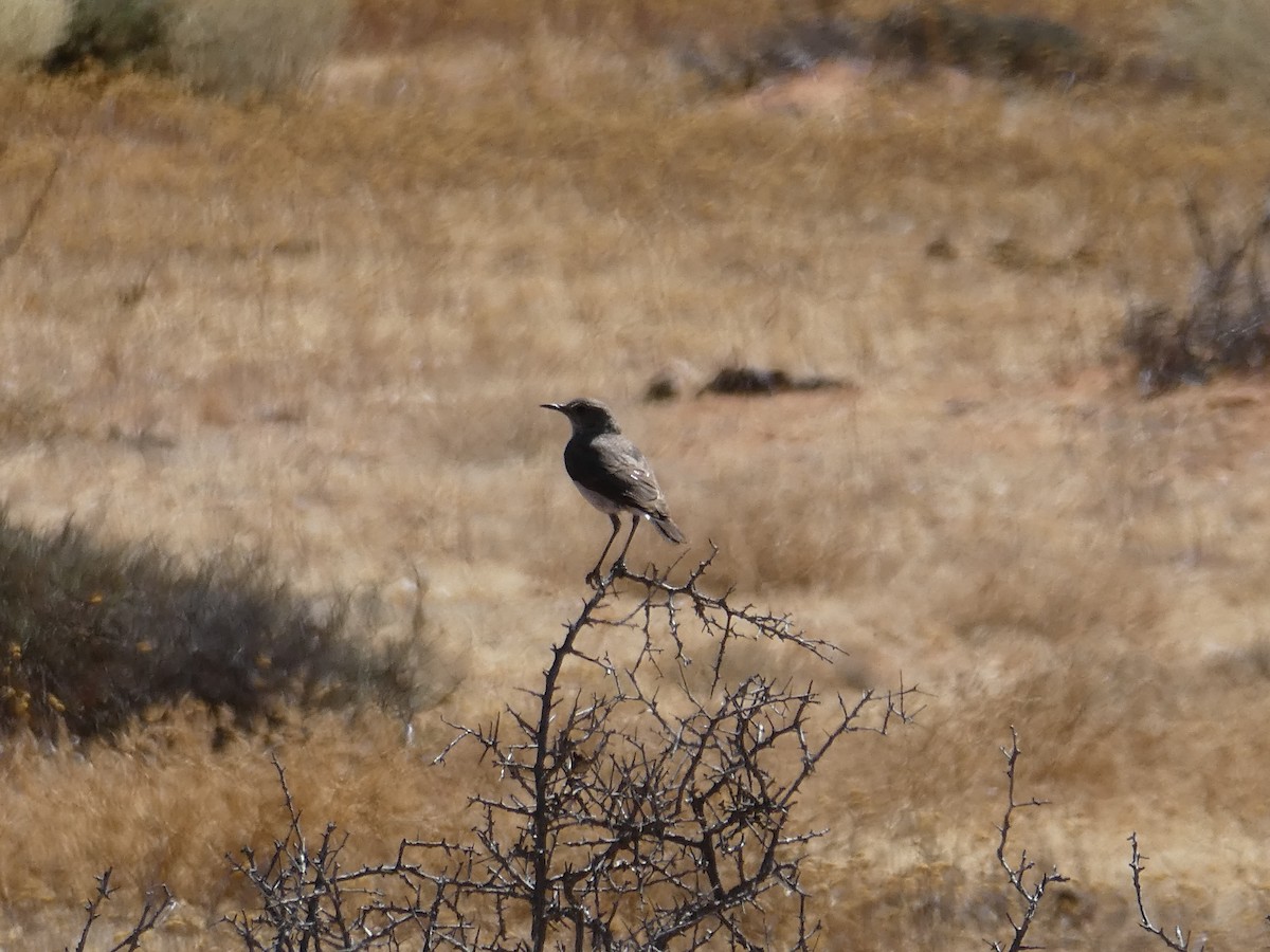 Karoo Chat - ML643976305