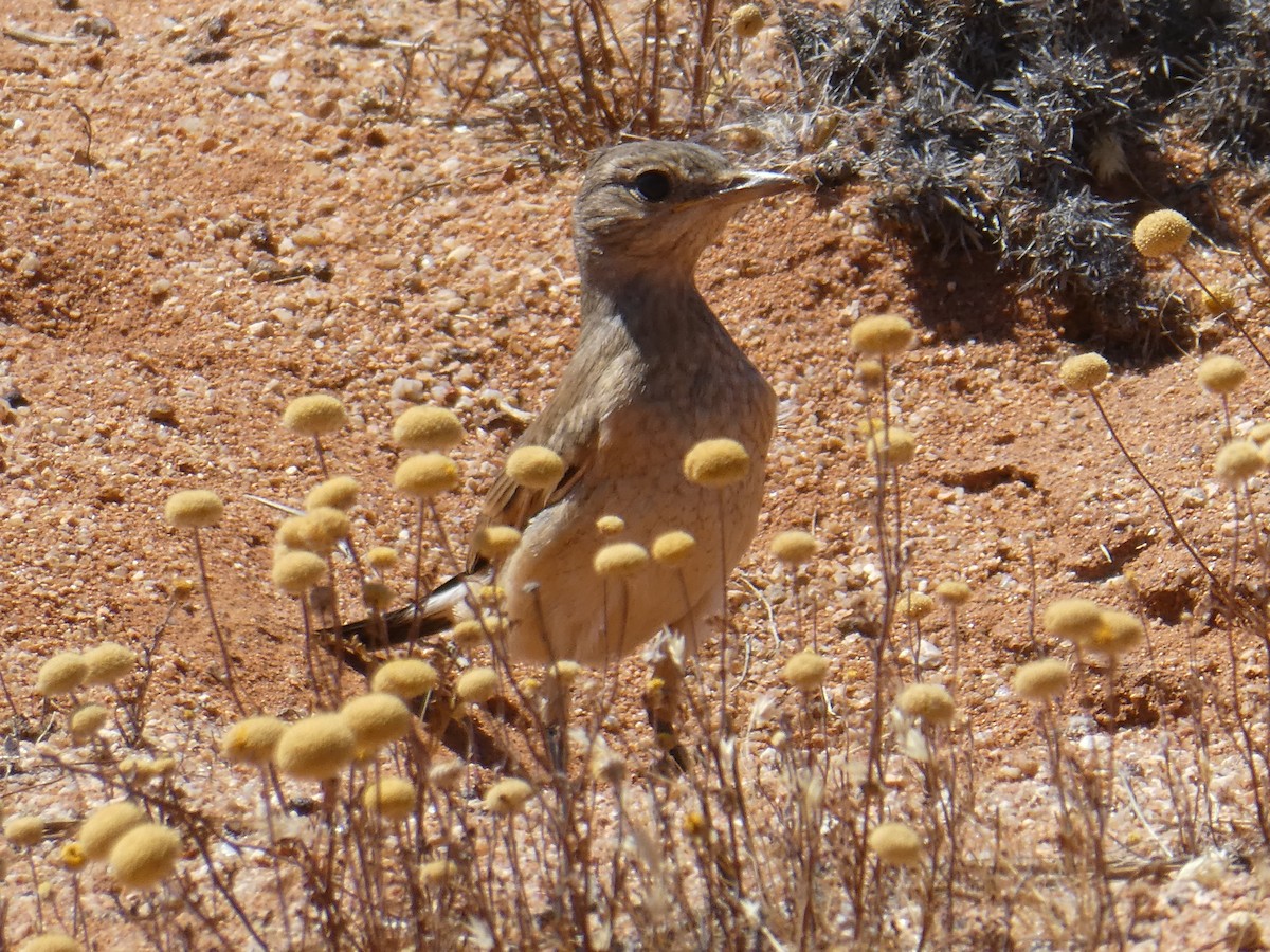 Karoo Chat - ML643976307