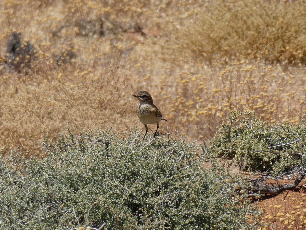 Karoo Chat - ML643976308