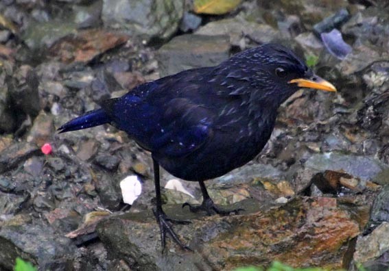Blue Whistling-Thrush - ML643976316