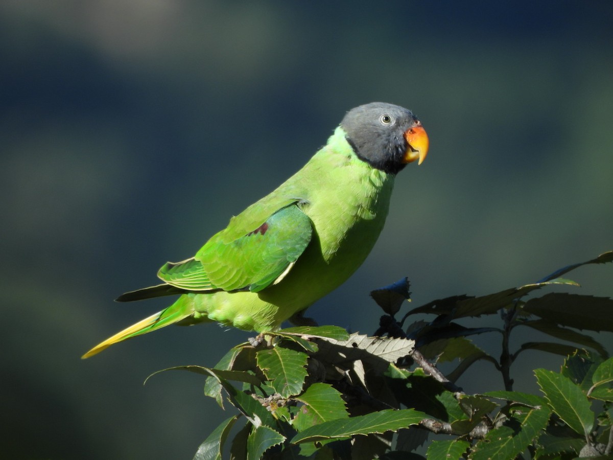 Slaty-headed Parakeet - ML643976334