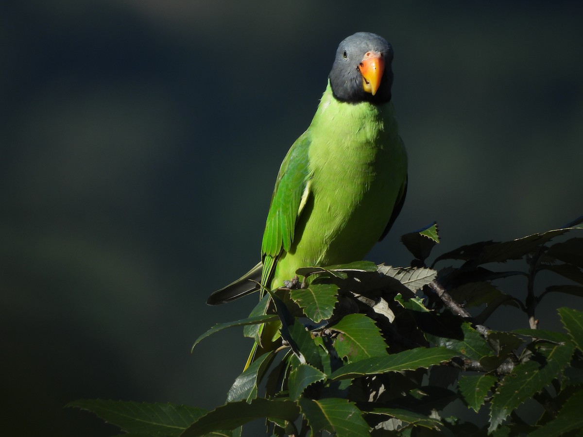 Slaty-headed Parakeet - ML643976336