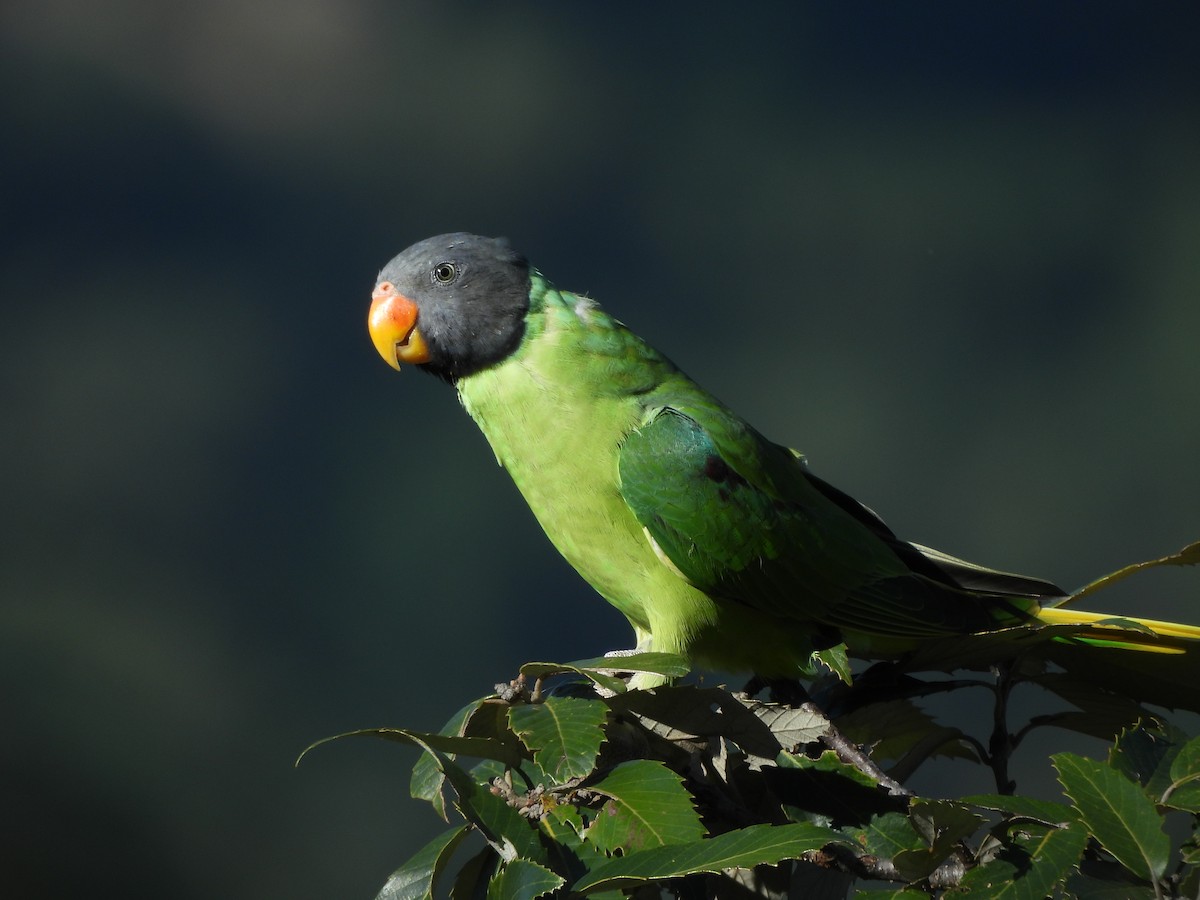 Slaty-headed Parakeet - ML643976338