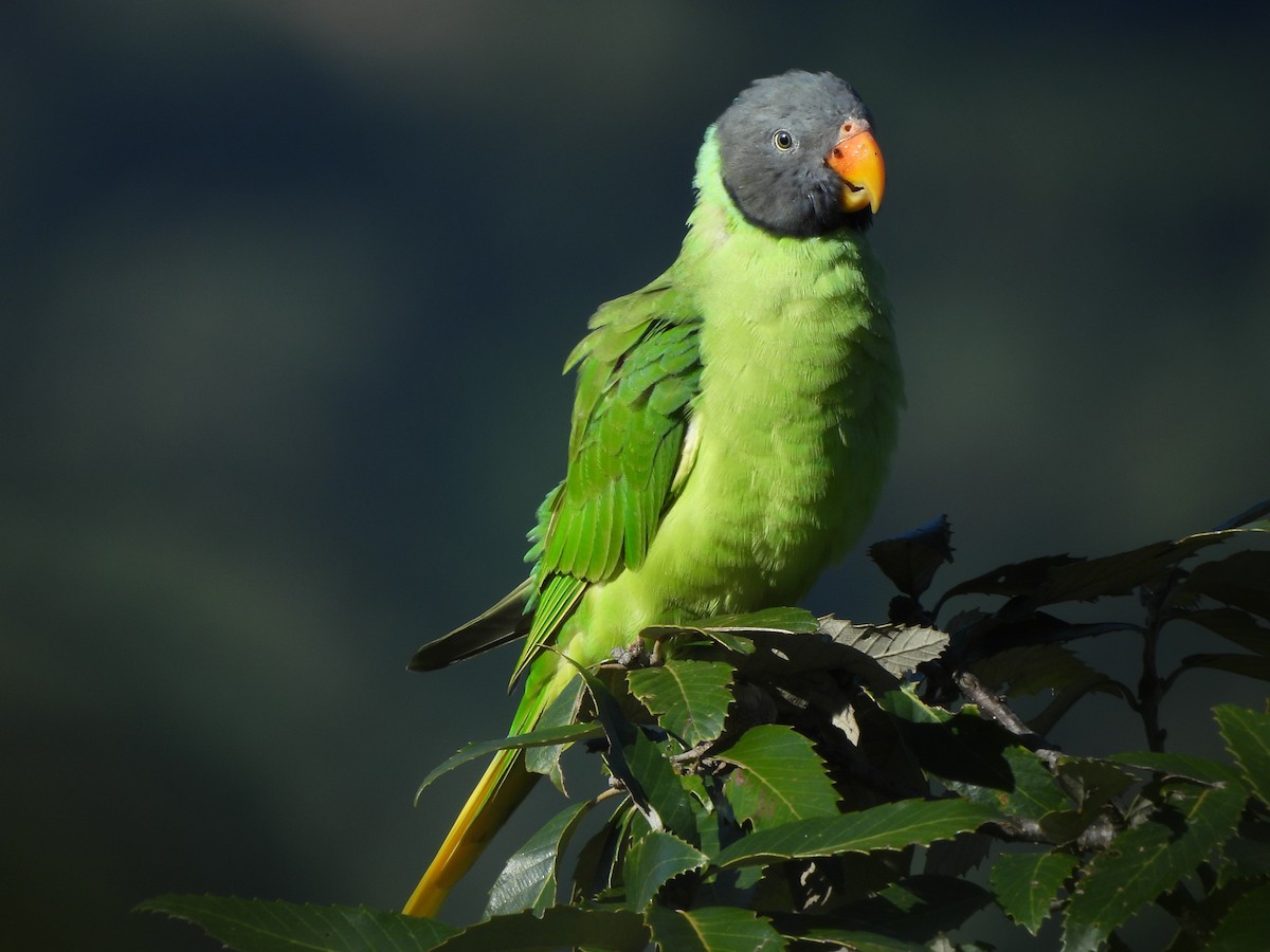 Slaty-headed Parakeet - ML643976339