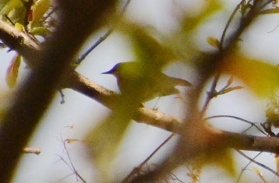 Lesser Shortwing - ML643976351