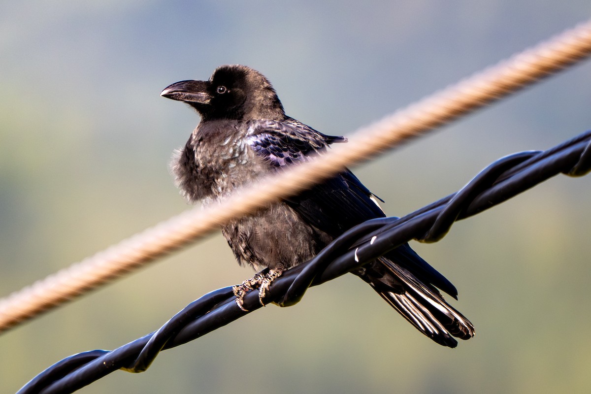 Carrion Crow - ML643976357
