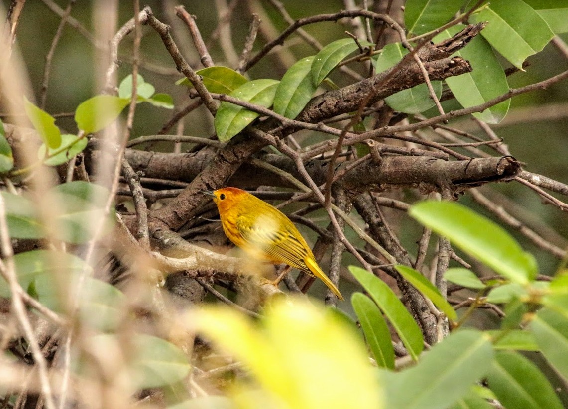 Mangrove Yellow Warbler (Lesser Antillean) - ML643976385