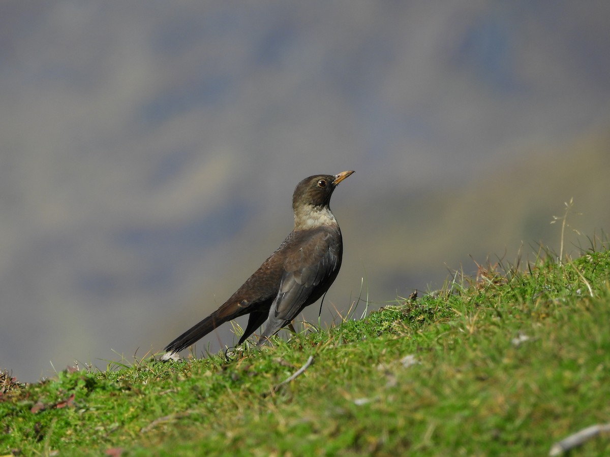 White-collared Blackbird - ML643976400