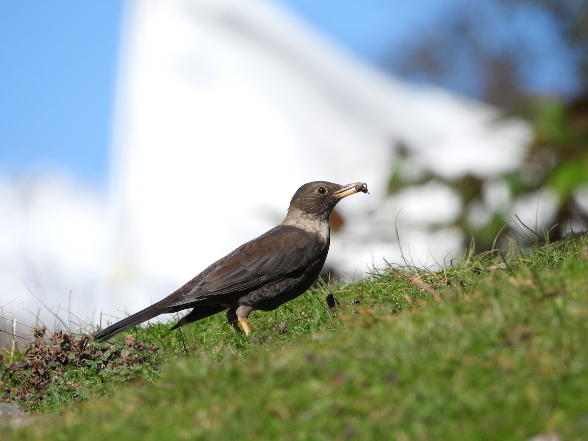 White-collared Blackbird - ML643976401