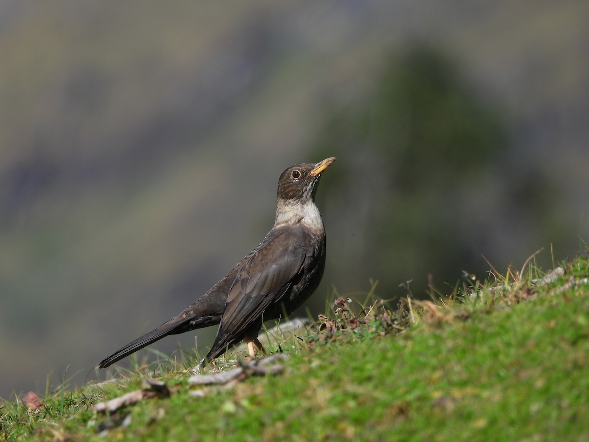 White-collared Blackbird - ML643976402