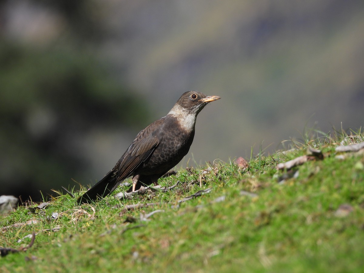 White-collared Blackbird - ML643976403