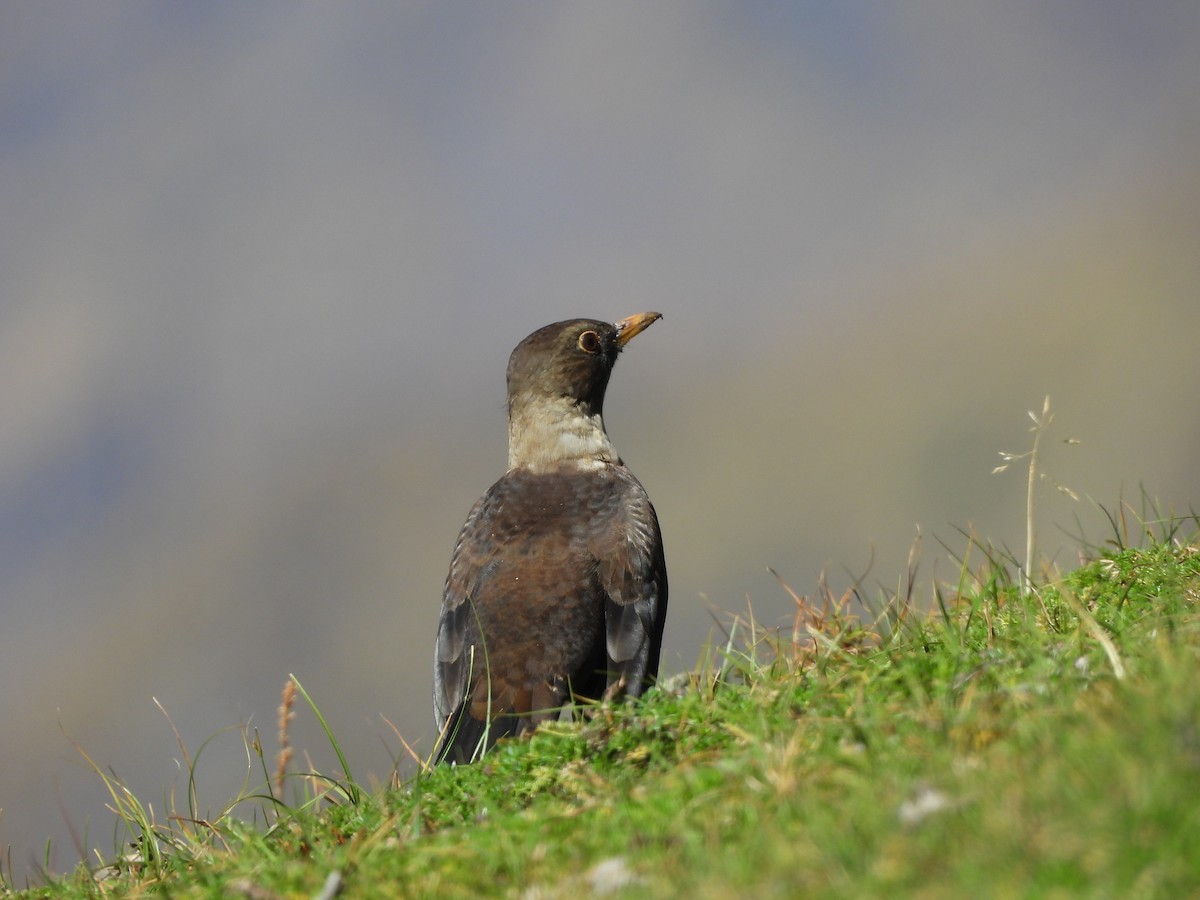 White-collared Blackbird - ML643976404
