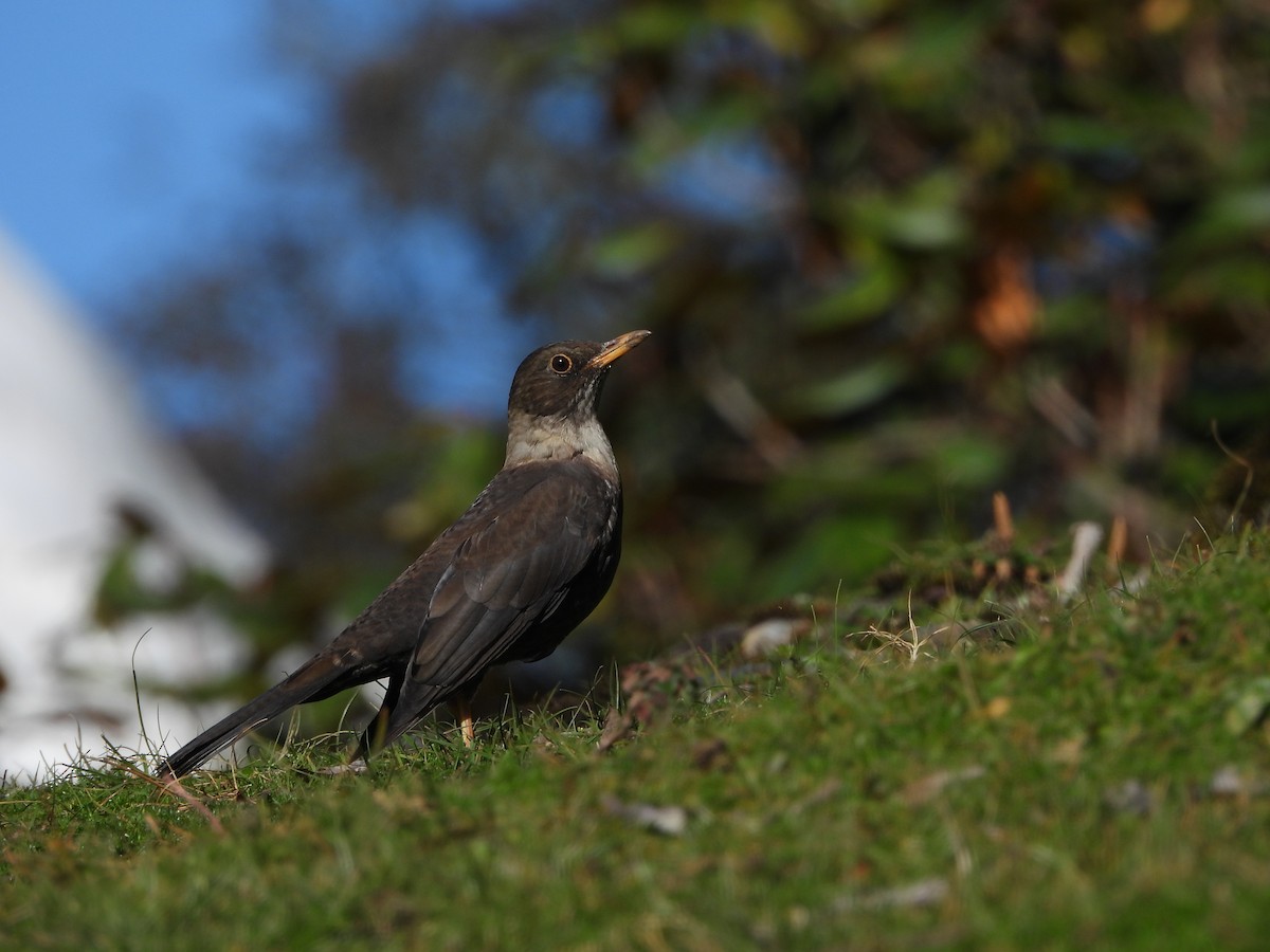 White-collared Blackbird - ML643976405
