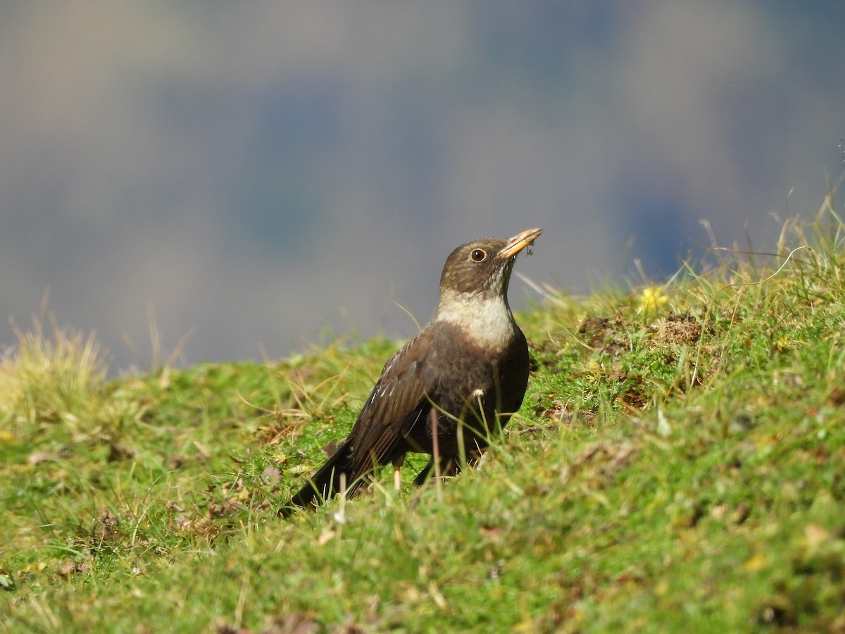 White-collared Blackbird - ML643976406