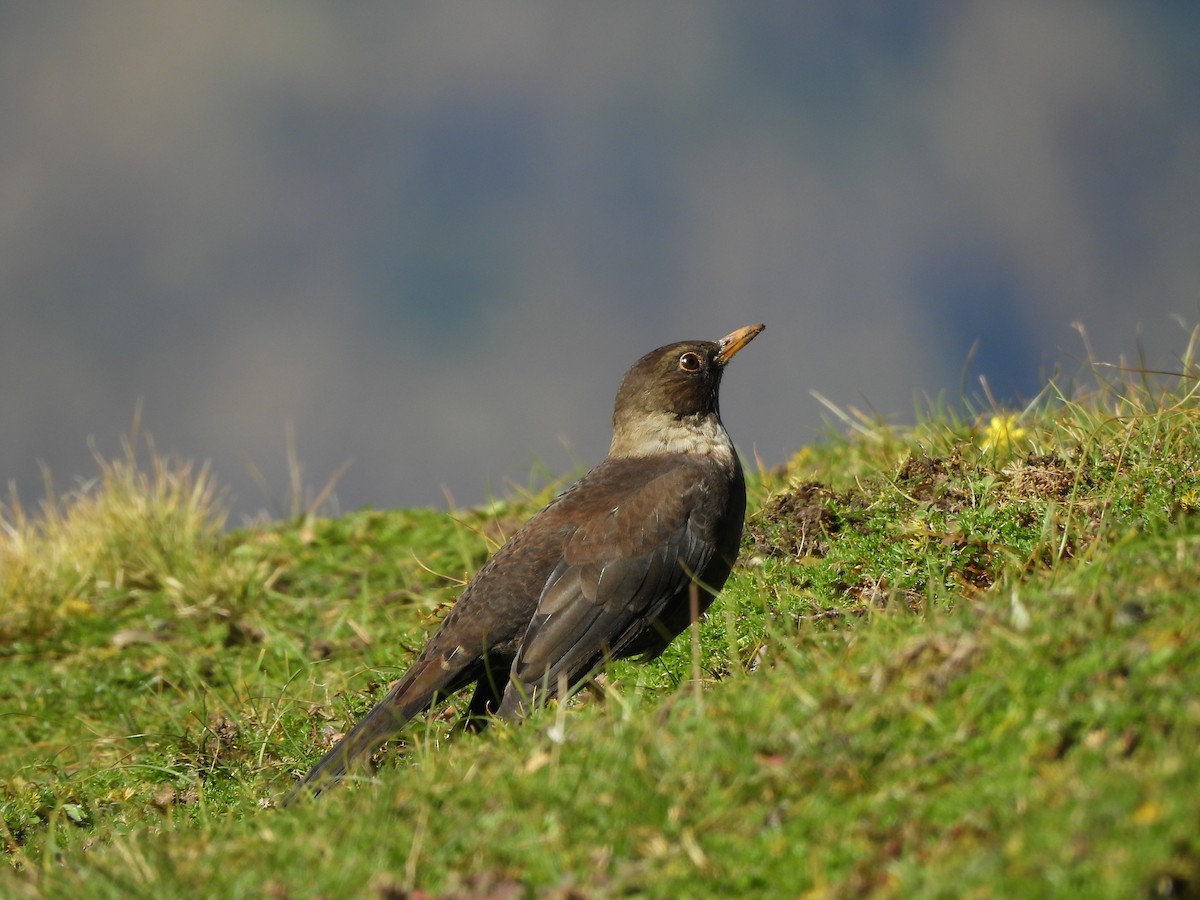White-collared Blackbird - ML643976407