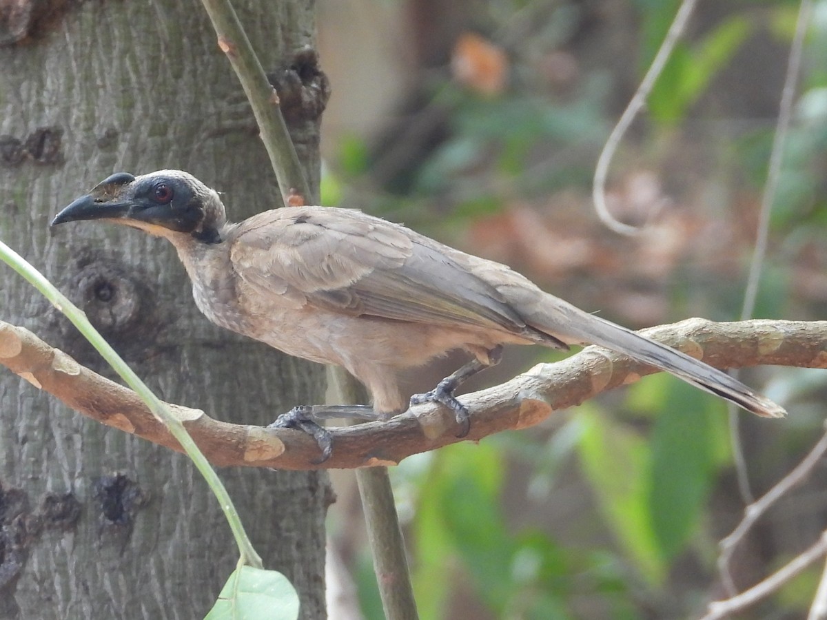 hjelmmunkefugl (yorki) - ML643976423