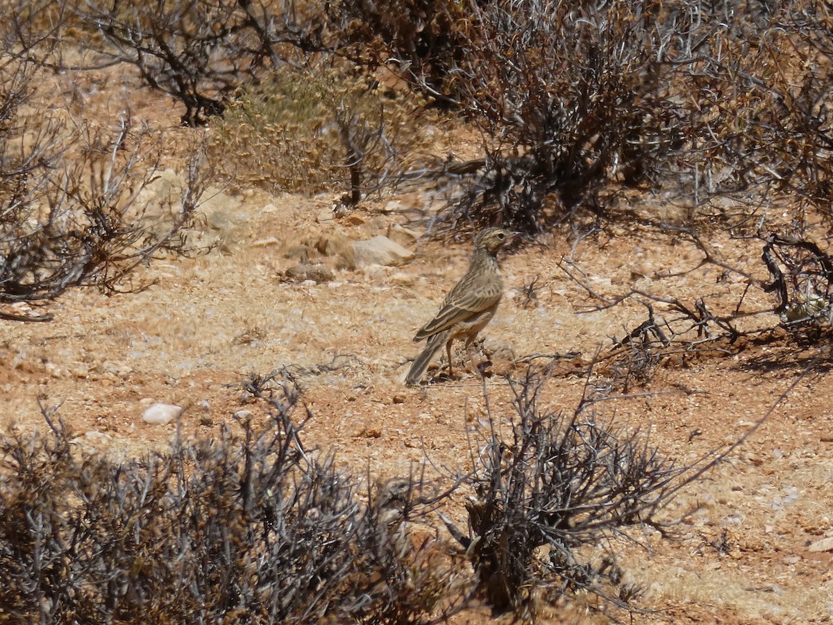African Pipit (African) - ML643976468