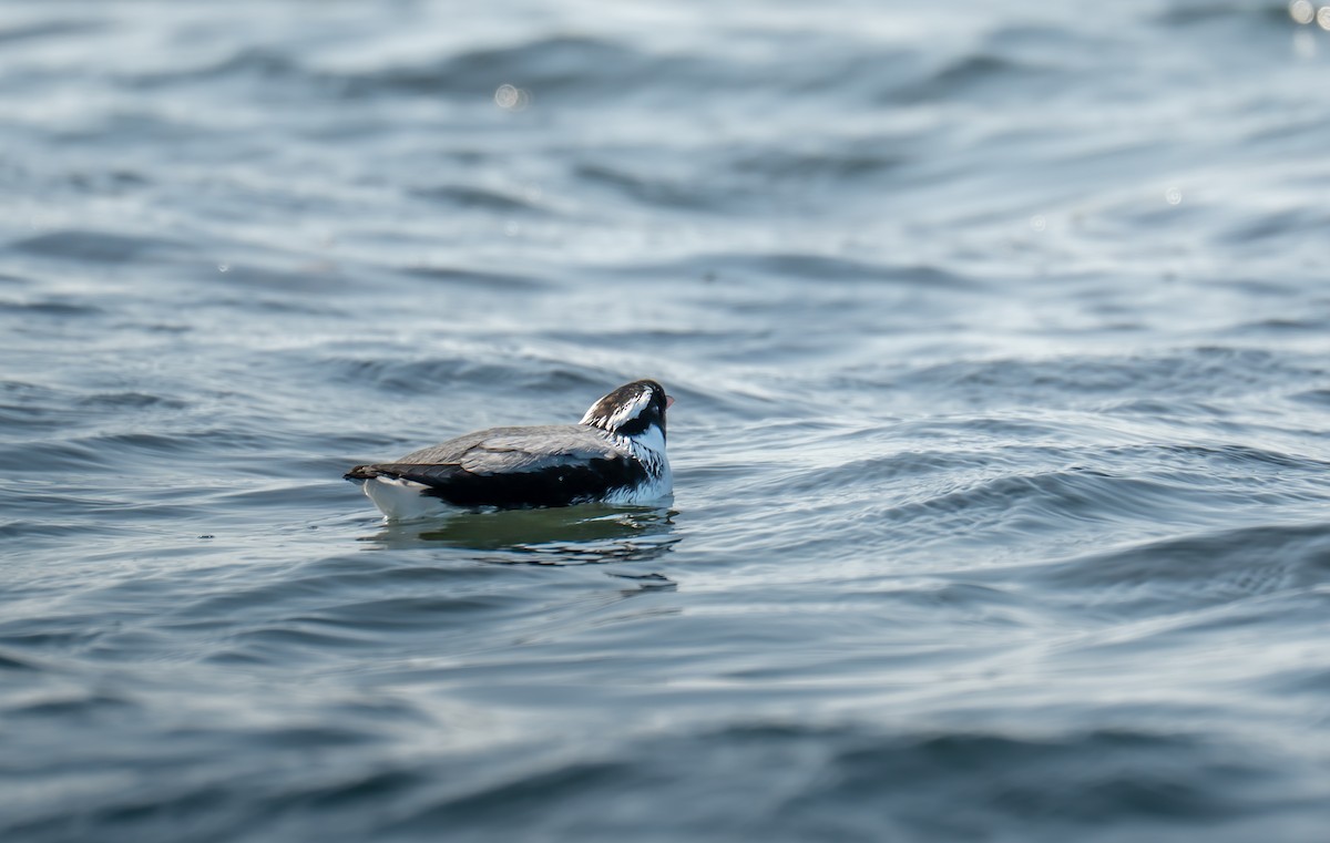 Ancient Murrelet - ML643976478