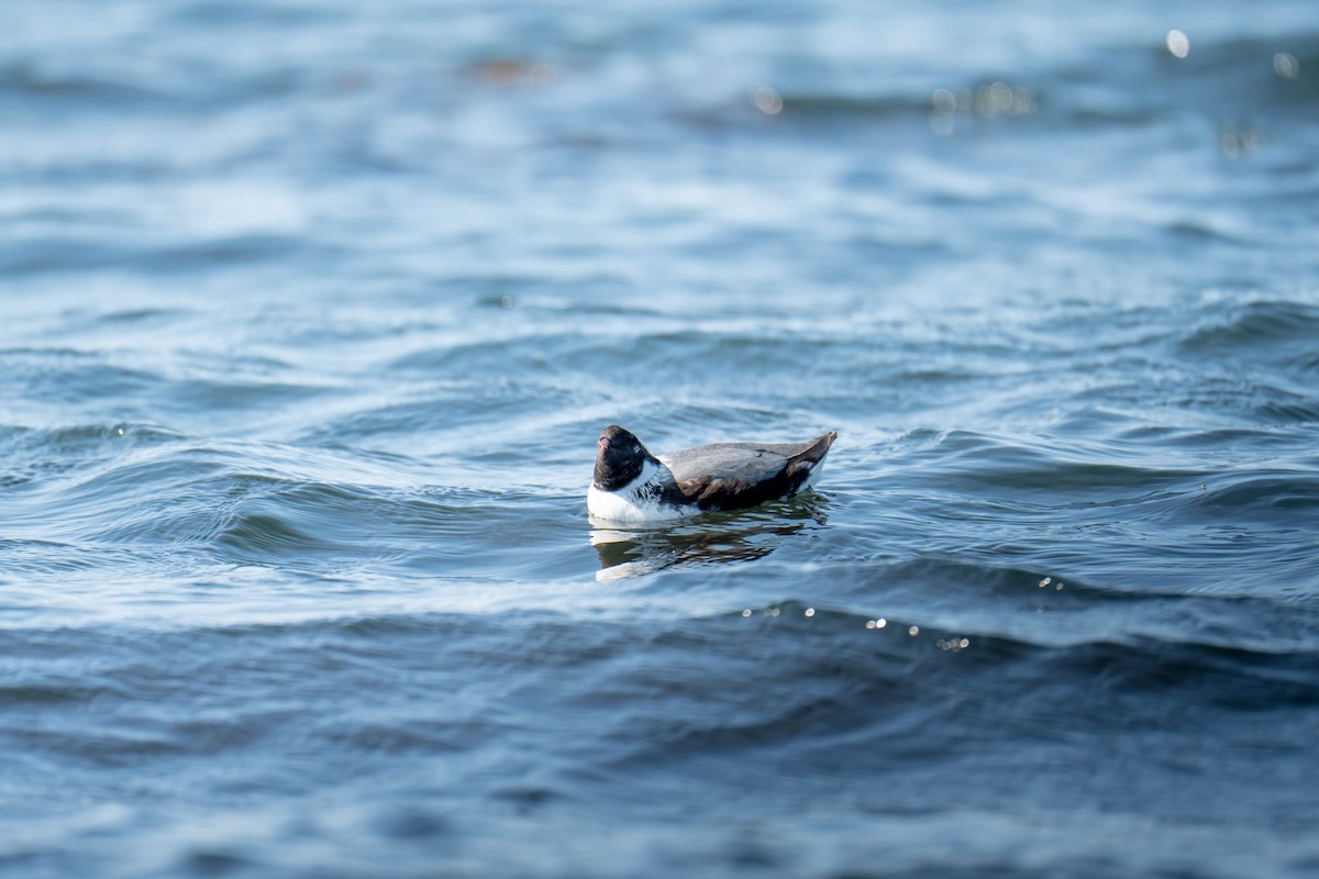 Ancient Murrelet - ML643976479