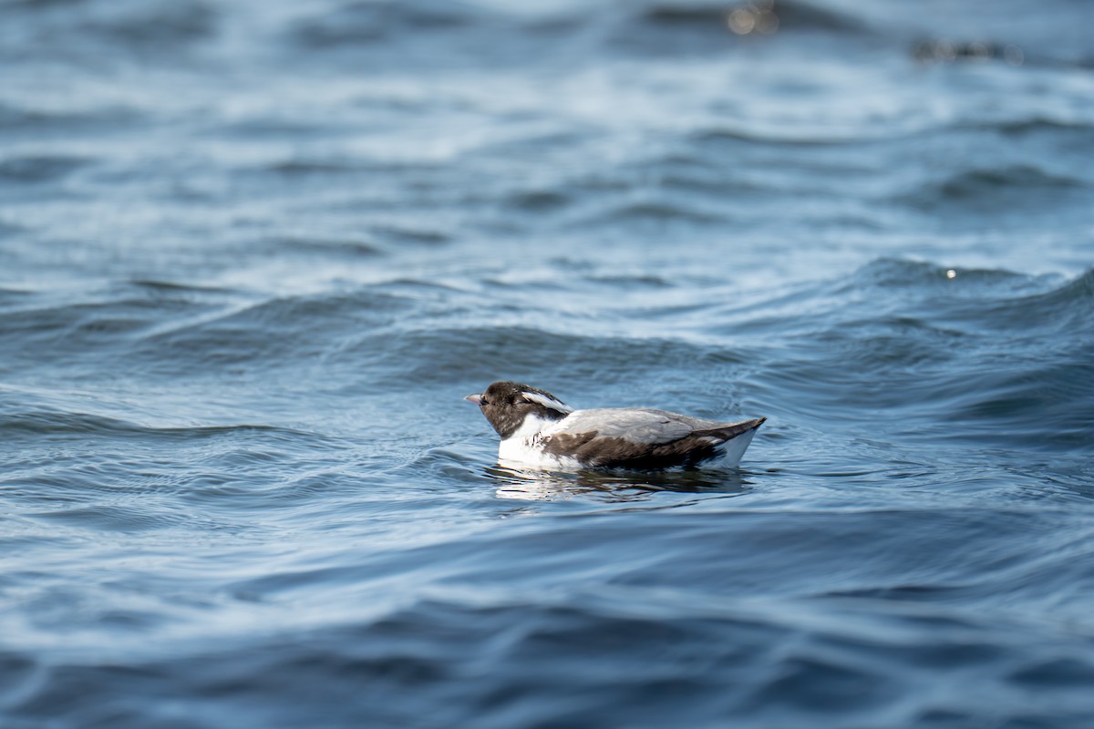 Ancient Murrelet - ML643976480