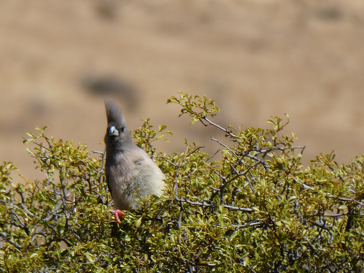 White-backed Mousebird - ML643976487