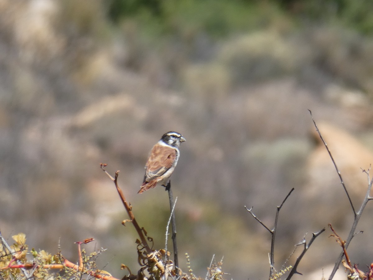 zvonohlík alario (ssp. leucolaemus) - ML643976496