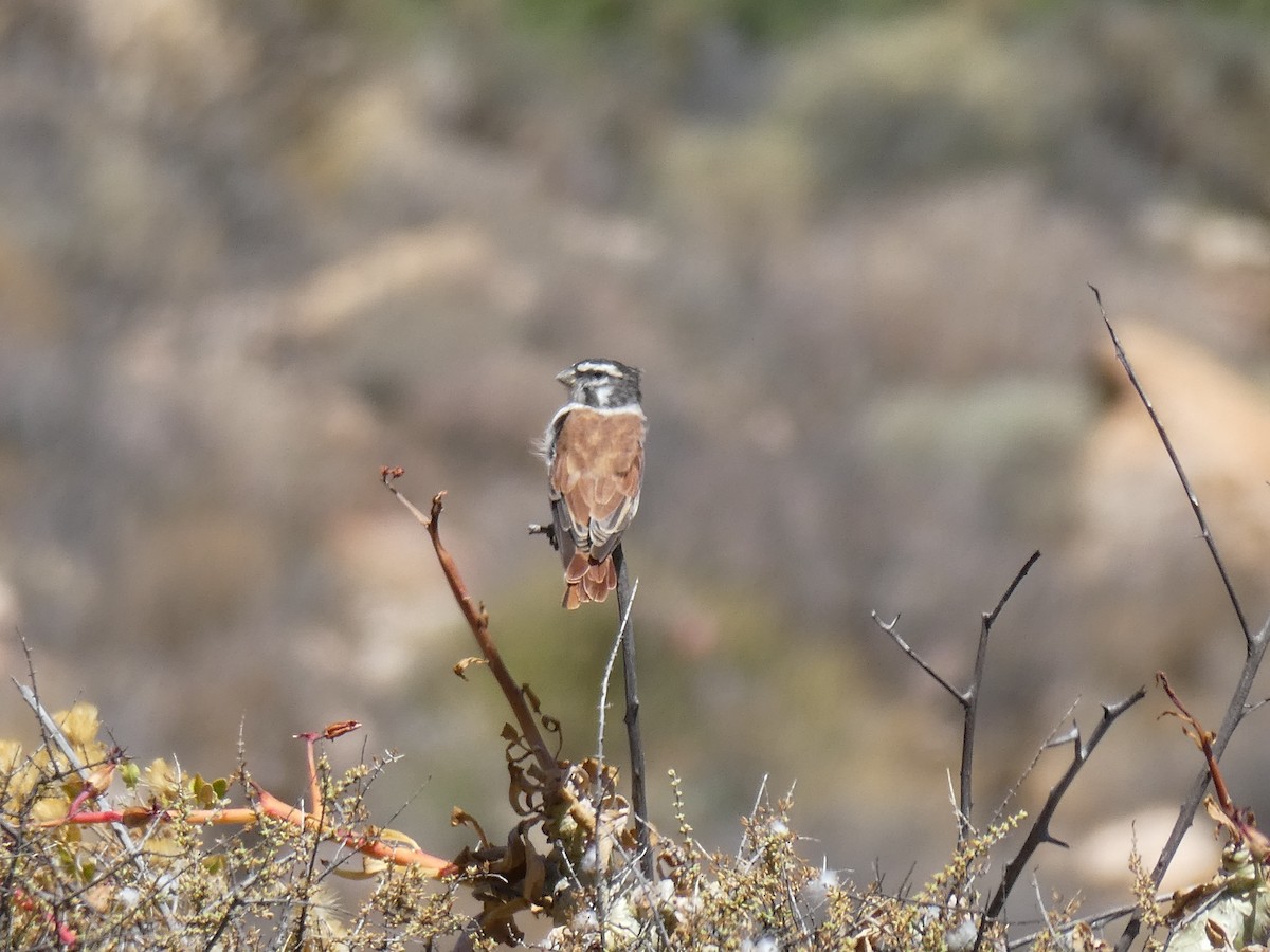 zvonohlík alario (ssp. leucolaemus) - ML643976498