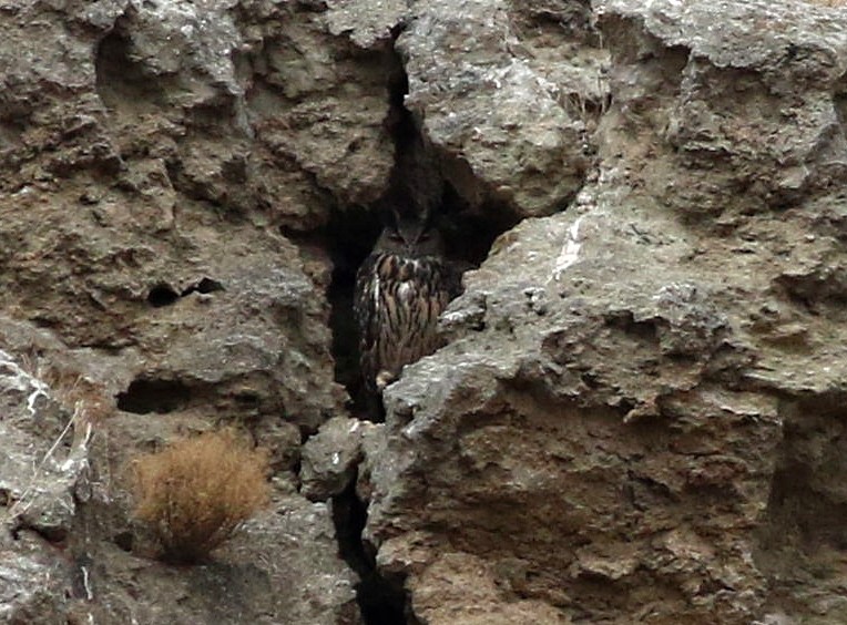 Eurasian Eagle-Owl - ML643976501
