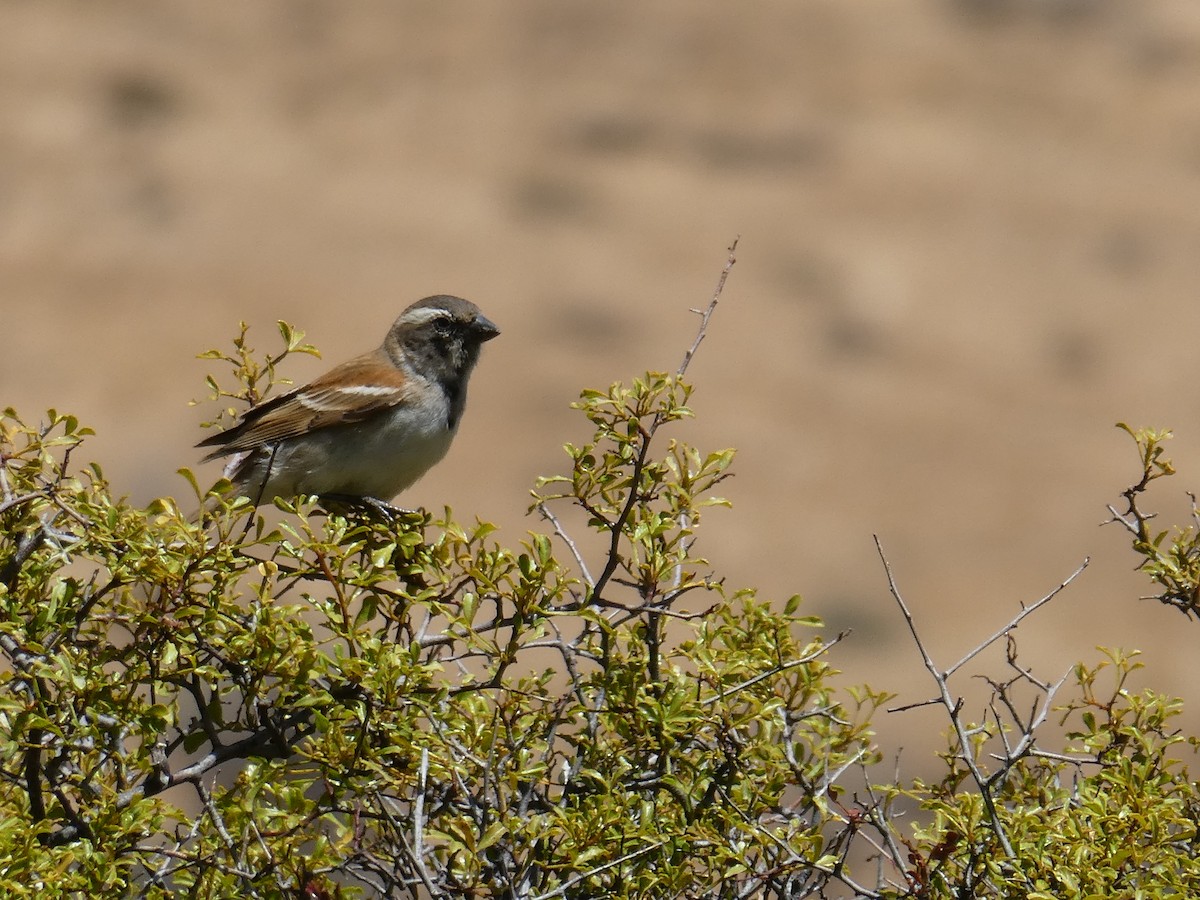 Cape Sparrow - ML643976528