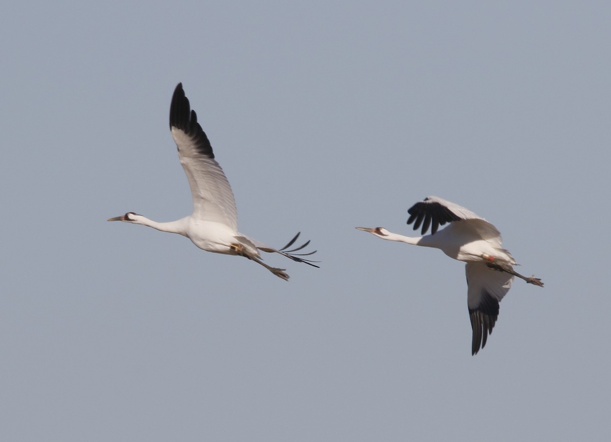 Kurrilo zuria - ML643976572