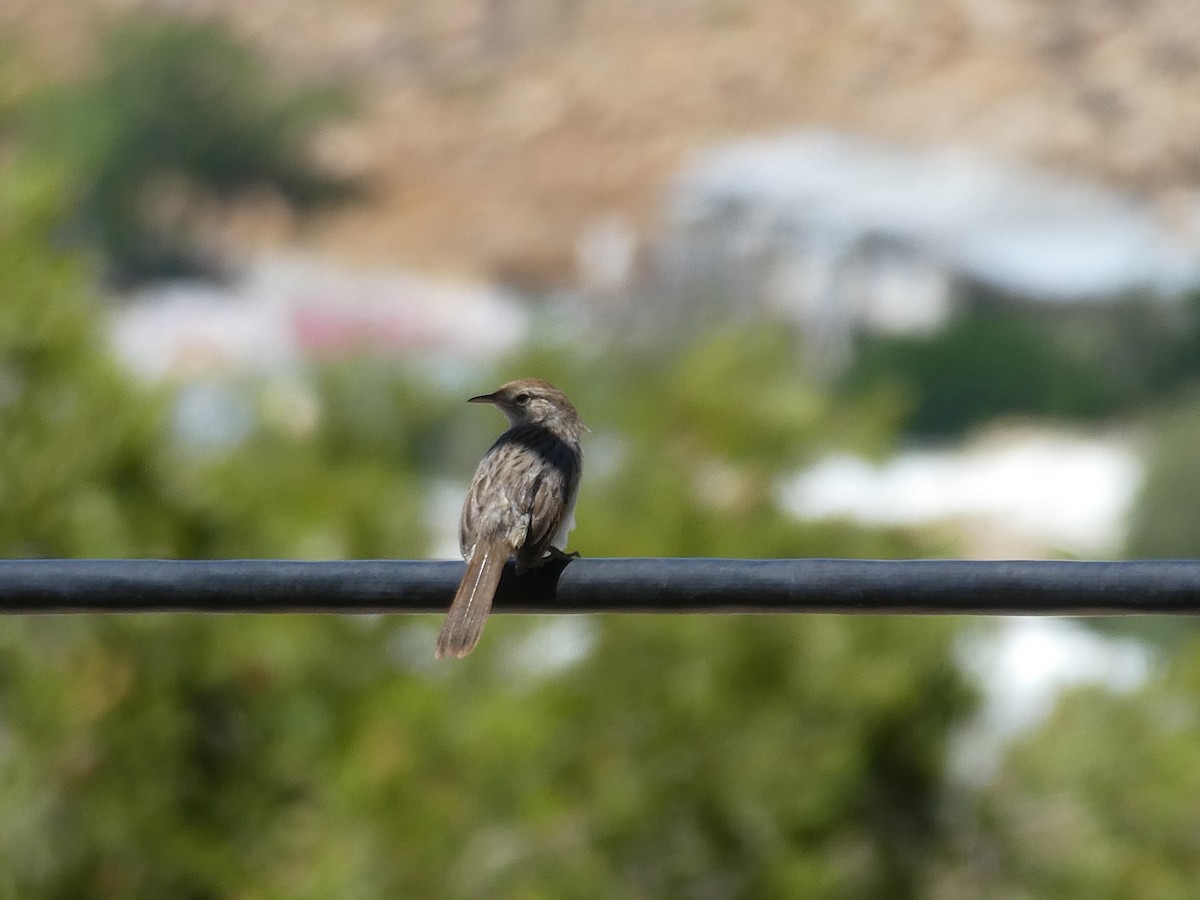 Gray-backed Cisticola - ML643976574