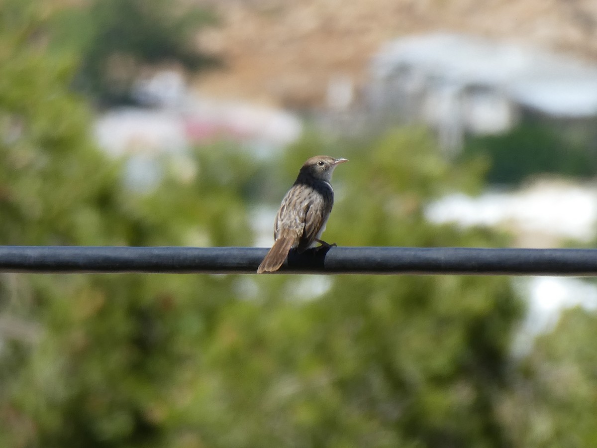 Gray-backed Cisticola - ML643976575
