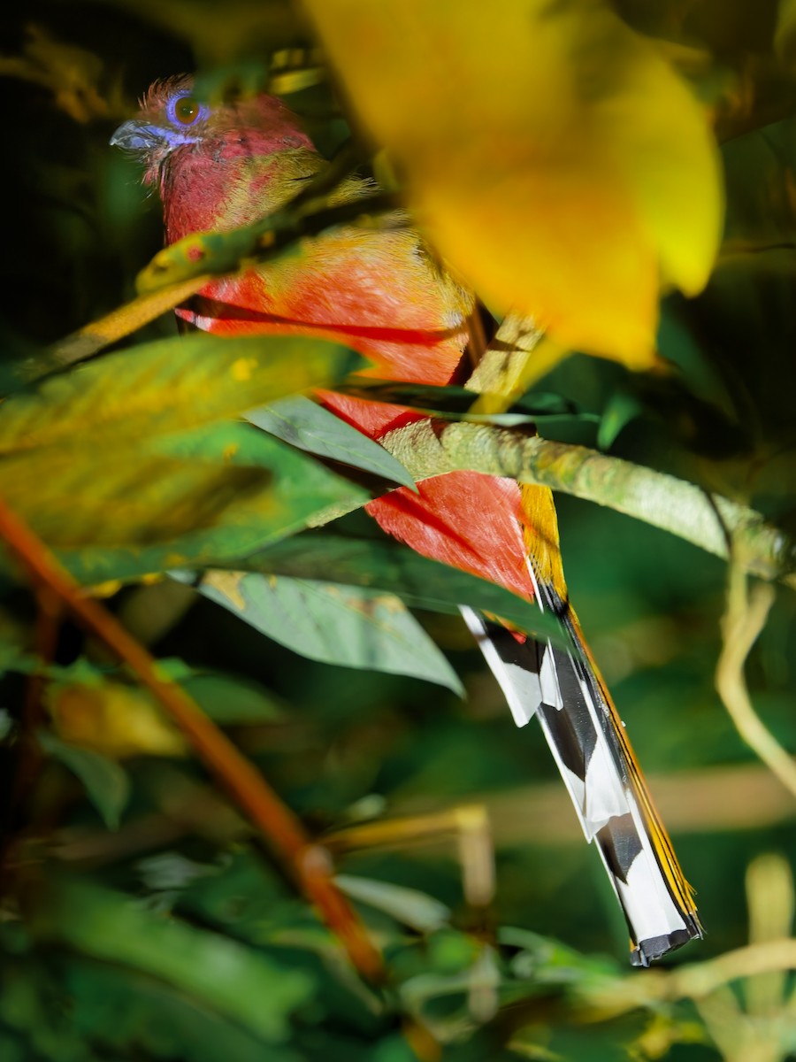 Red-headed Trogon - ML643976579