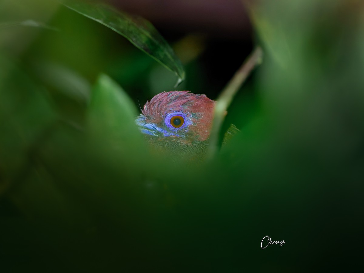 Red-headed Trogon - ML643976581