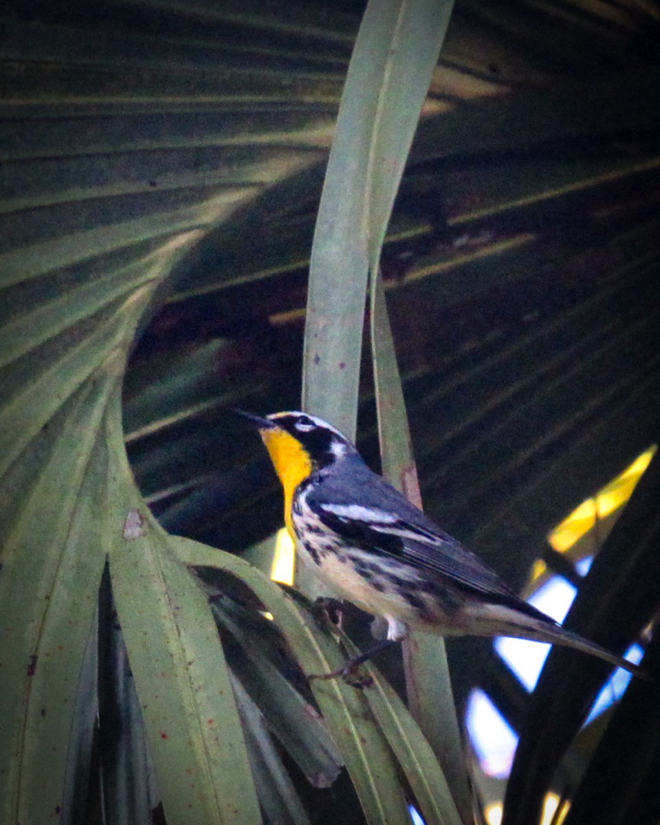 Yellow-throated Warbler - ML643976648