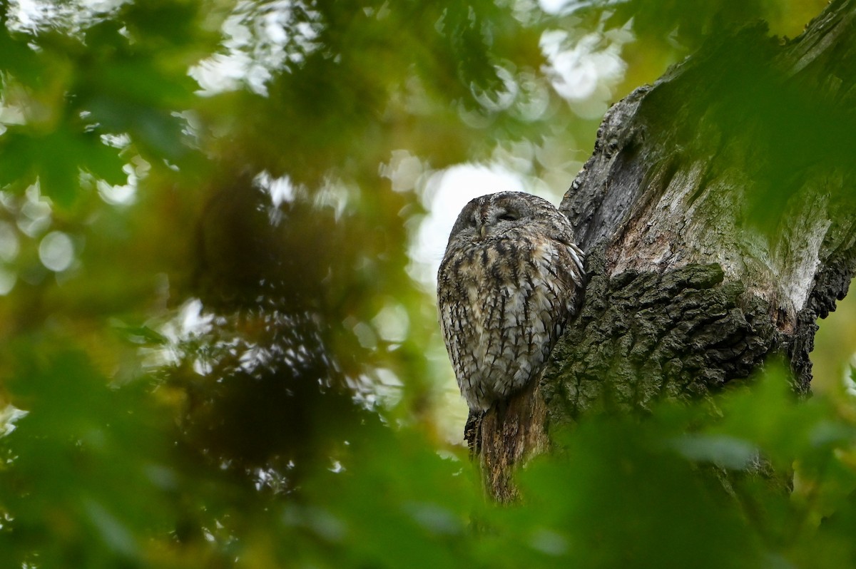 モリフクロウ - ML643976675