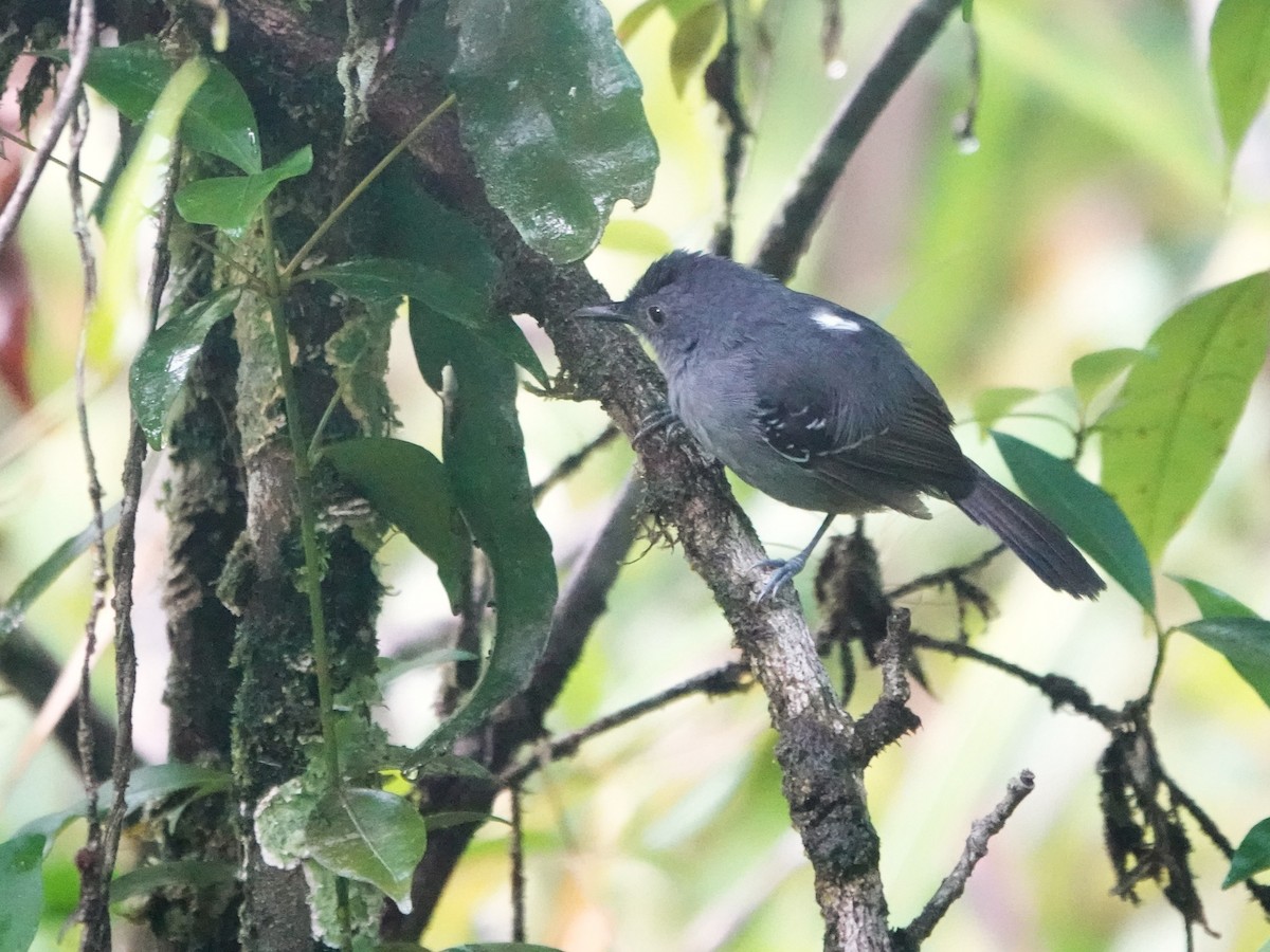 Willis's Antbird - ML643976680